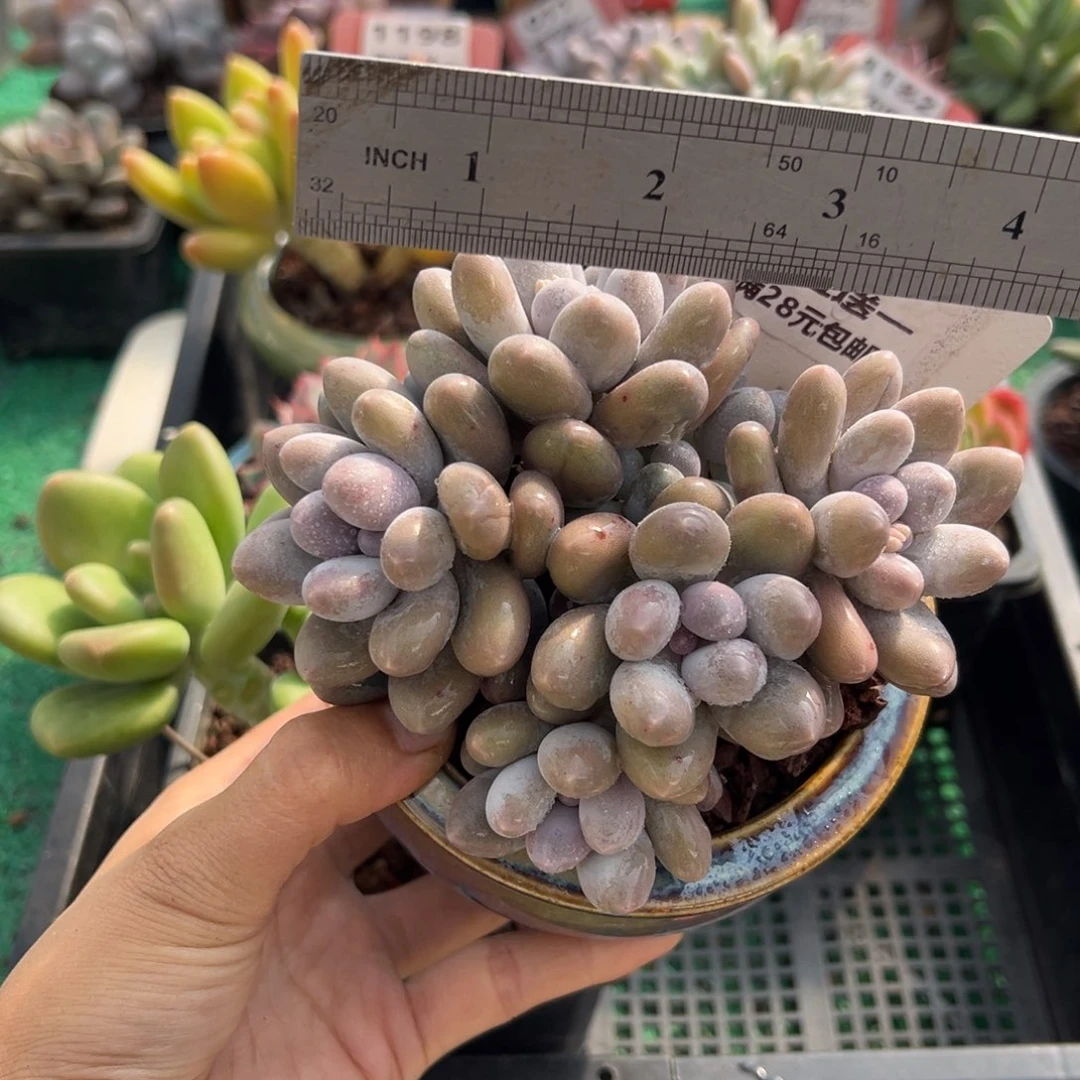 表妹精品多肉植物121.