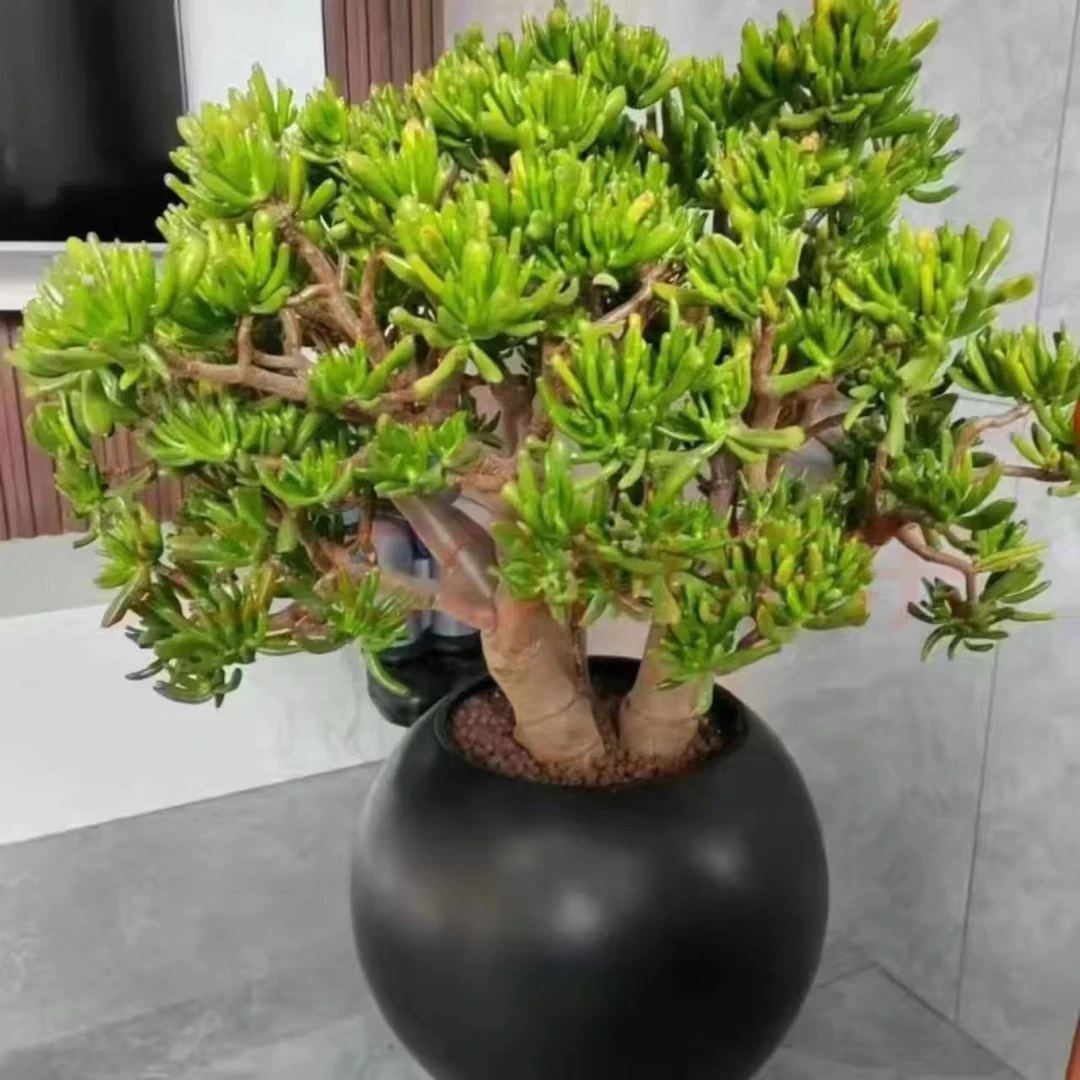 大号吸财树#HM 群生 精品多肉植物好看新手闭眼入阳台庭院一单