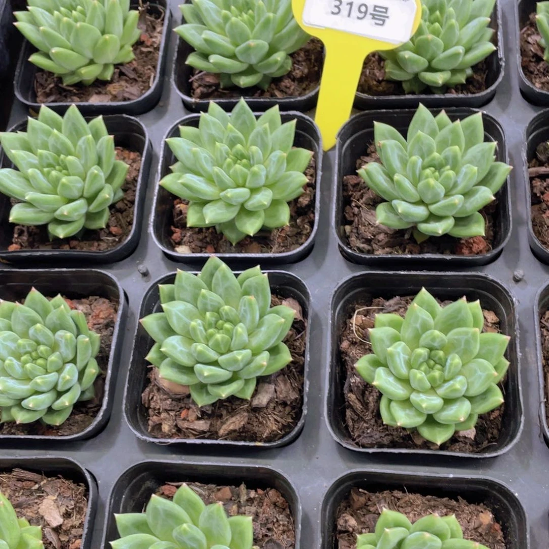 319号 钻石甲骨文单头一个