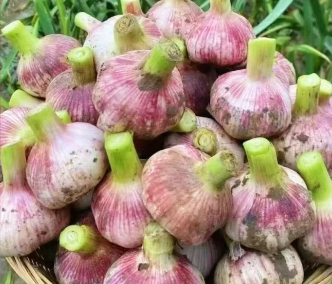2025新鲜大蒜 现挖现发 可腌糖醋蒜  新鲜蒜头
