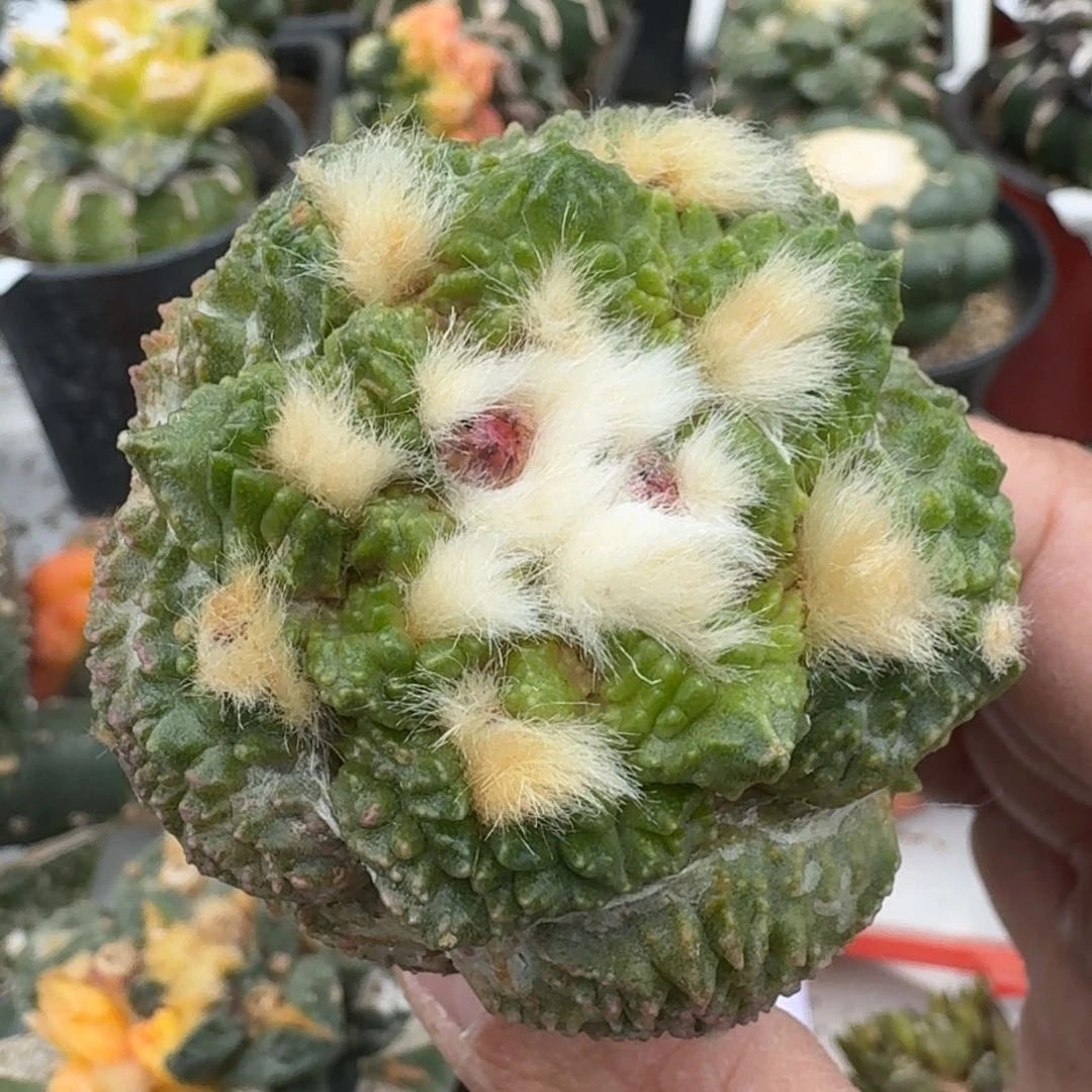 【闪购商品】连山锦665苗接