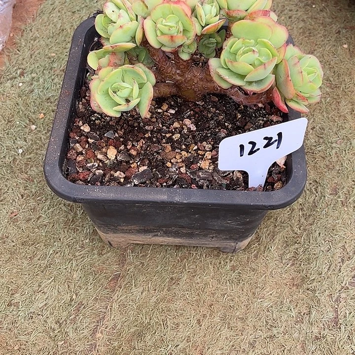 娟子姐姐的碧桃小树