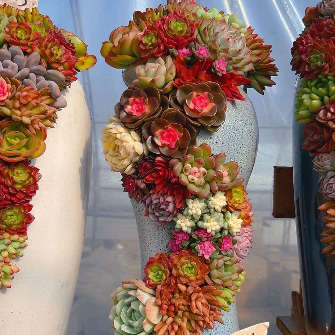 111龙凤花园多肉组合花园