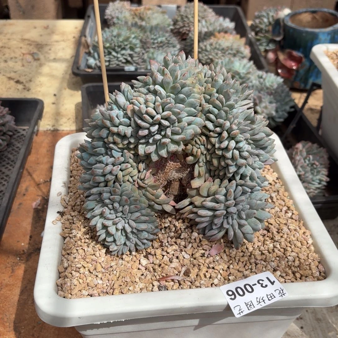 小*爱13.006石榴籽树缀