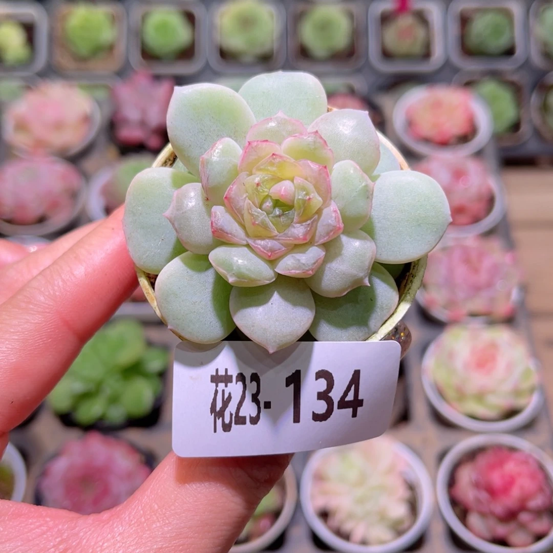 花利美23-134新品