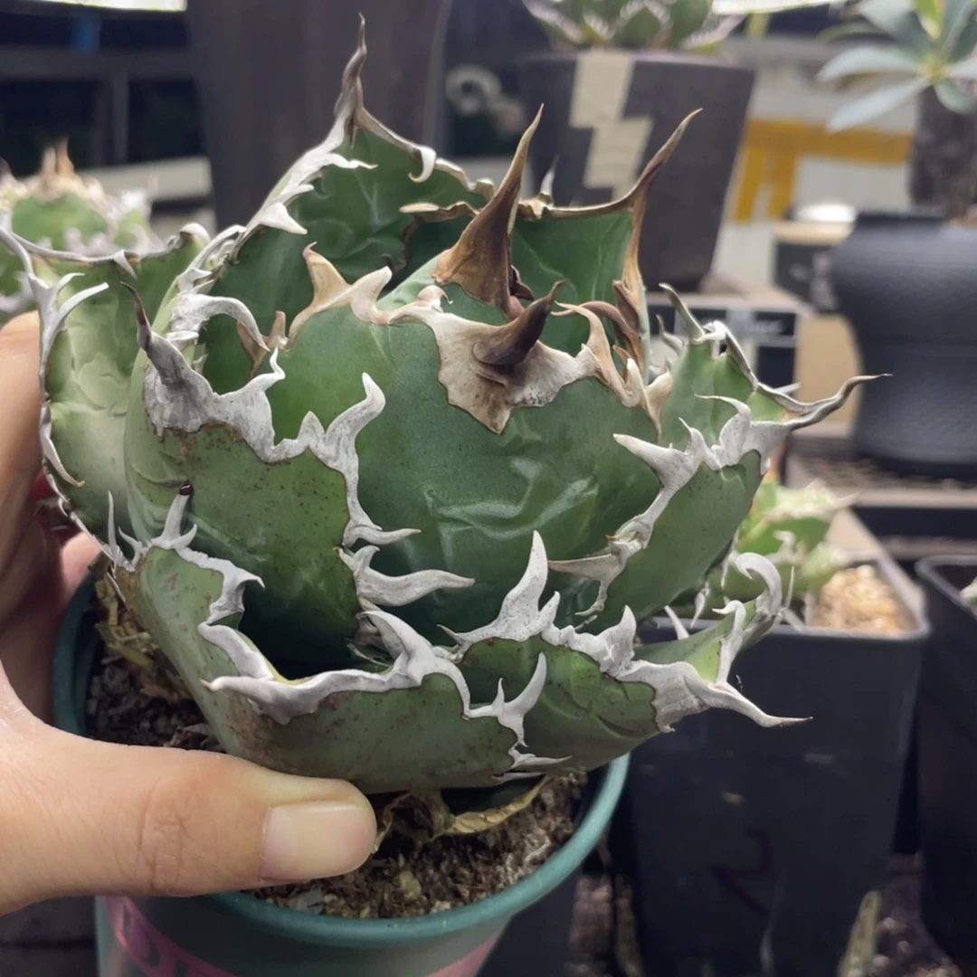 正白888888888888888888