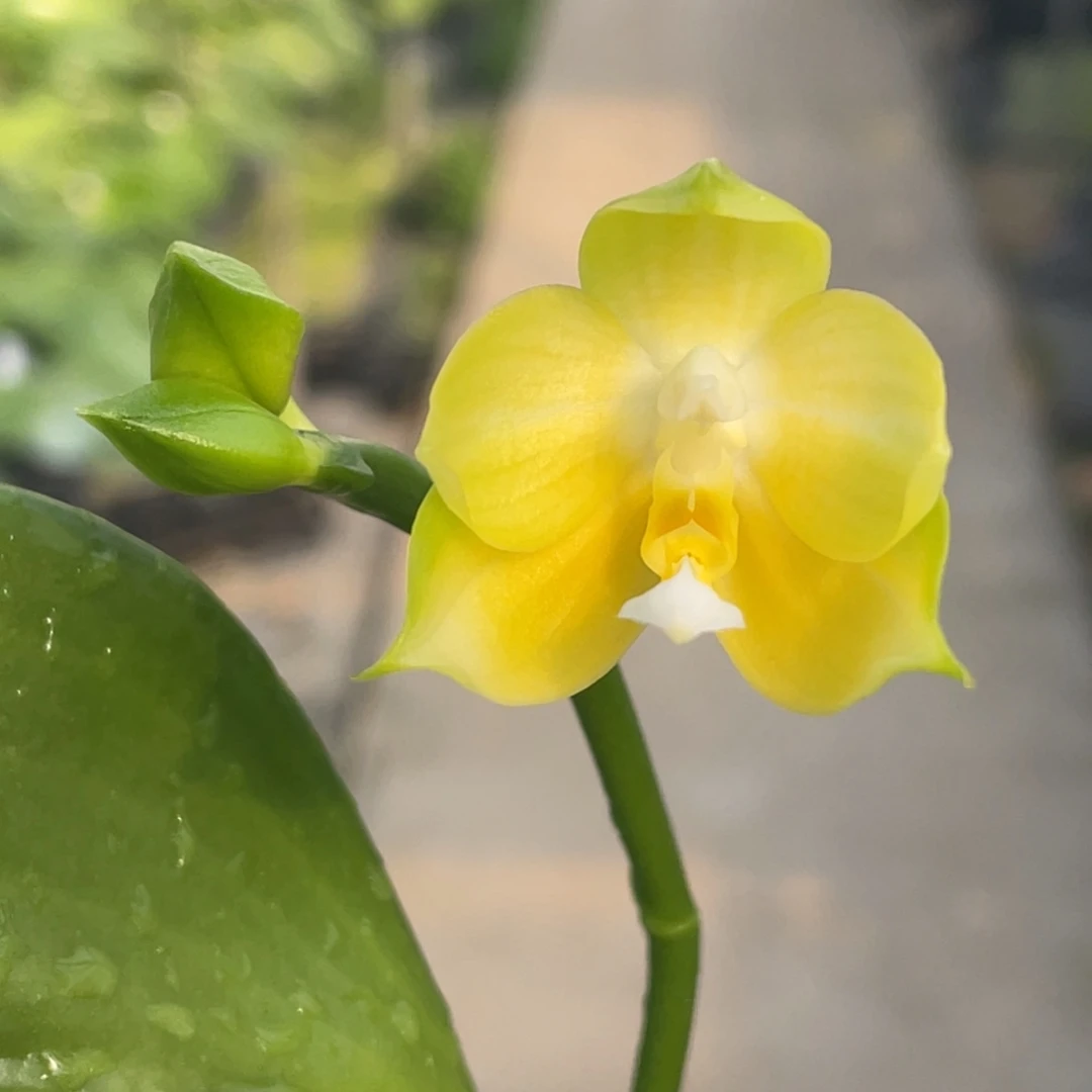 完全开放青柠交品，浓香