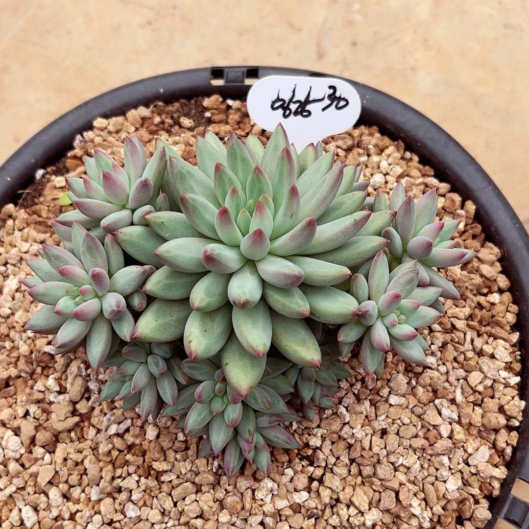 可***糖0626-30绿体虞美人。