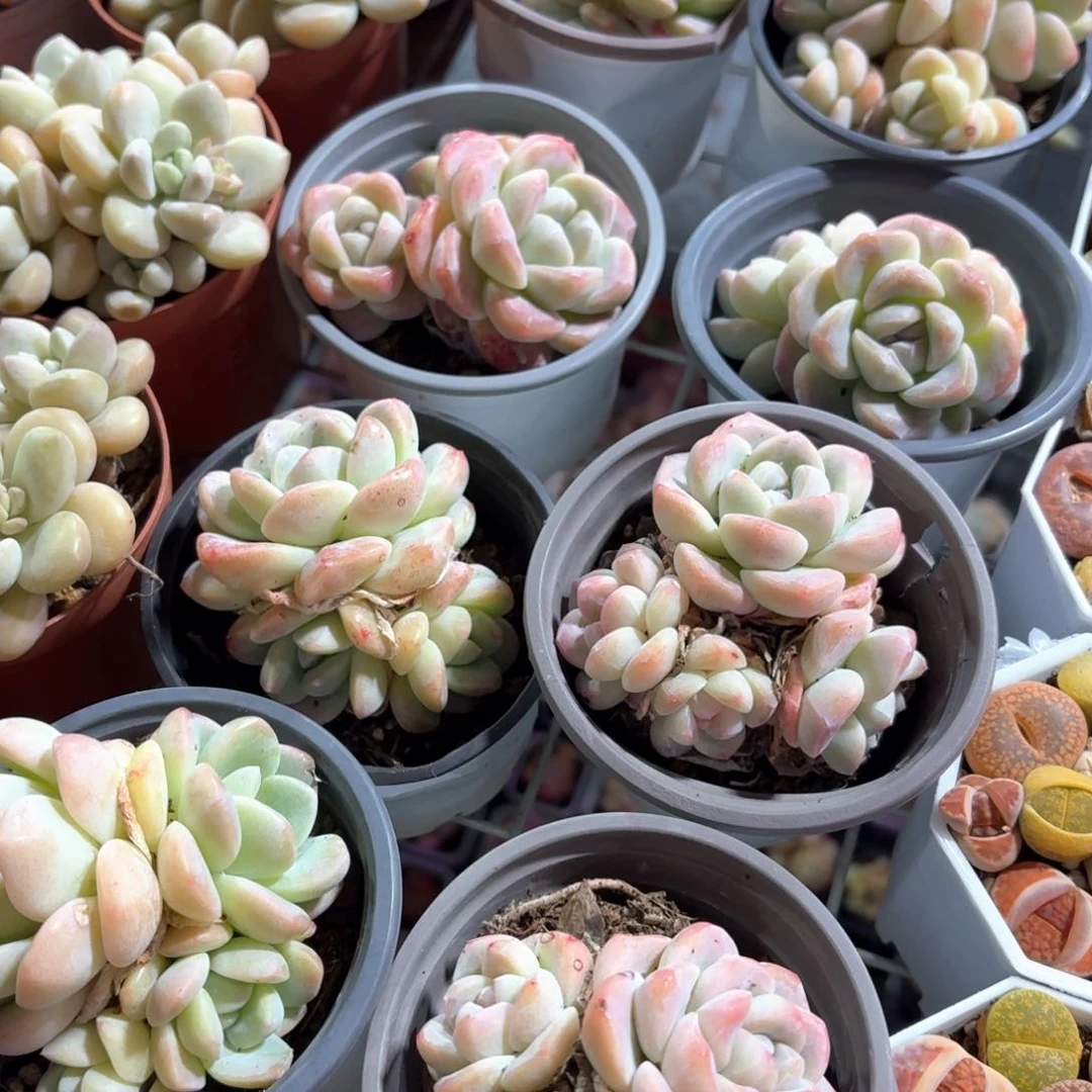 冰玉多肉整群9㎝盆