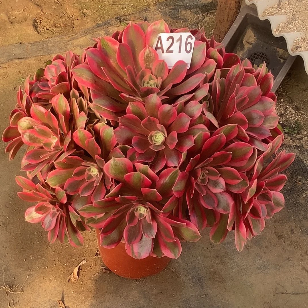 粉女妖多肉法师216