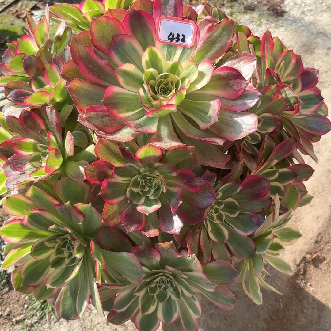 全部花朵专****护432千玺多肉植物