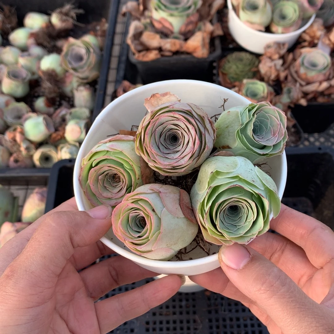 5颗多品种组合量拍