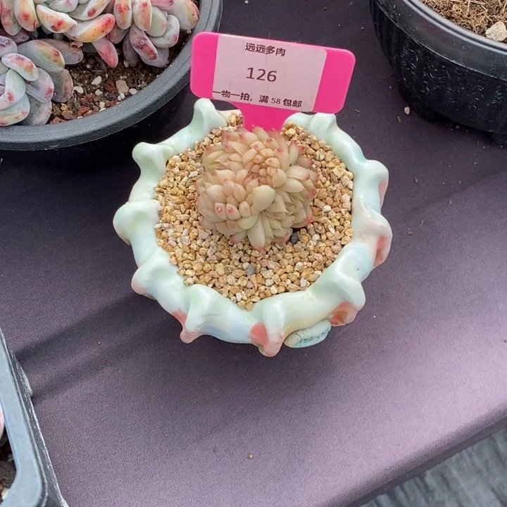 126麦秆缀肉肉肉肉肉肉