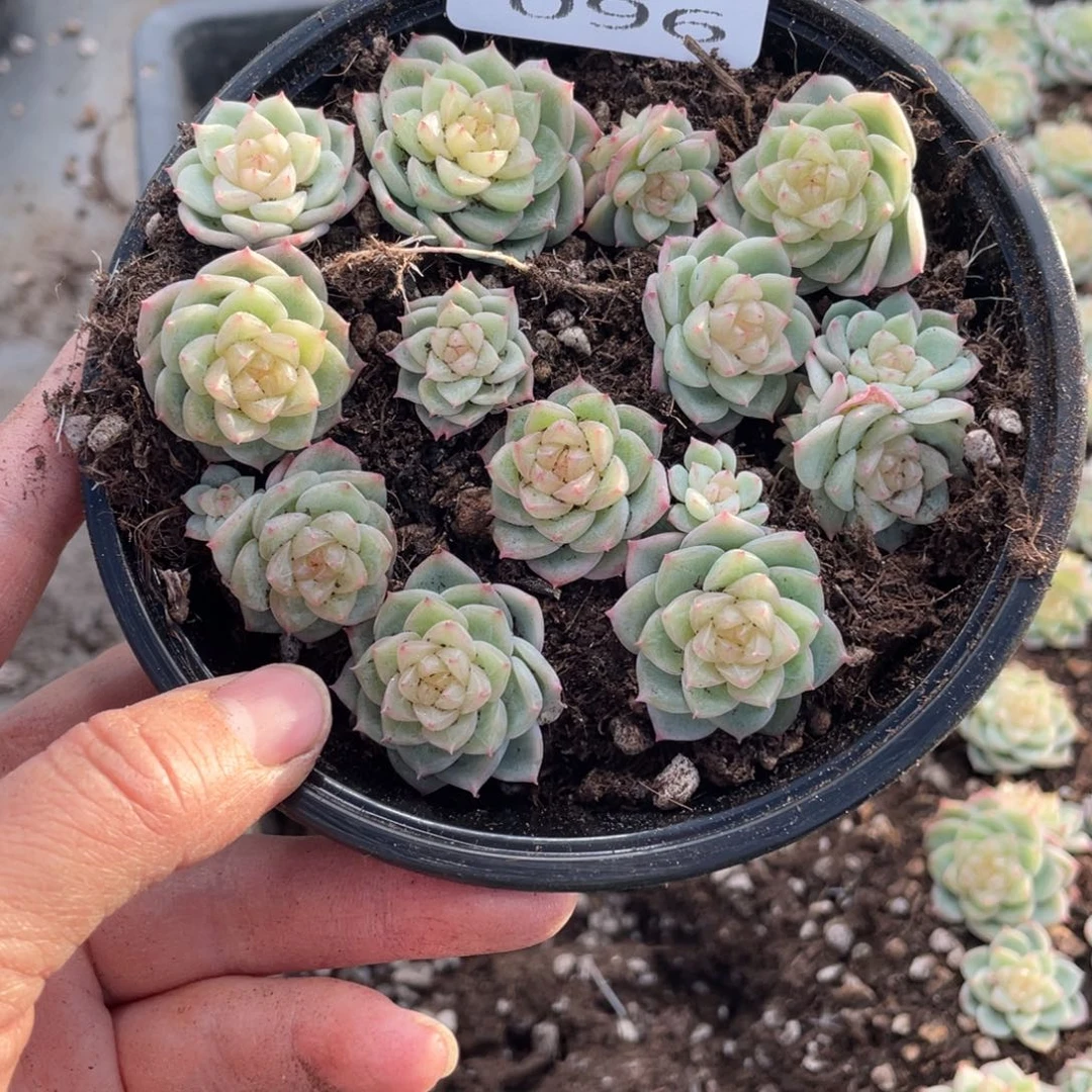 ****️糕大上多肉植物096