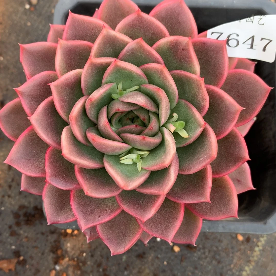 7647杂交多肉老桩