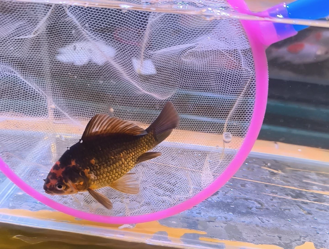 金鱼品相自鉴全场包邮