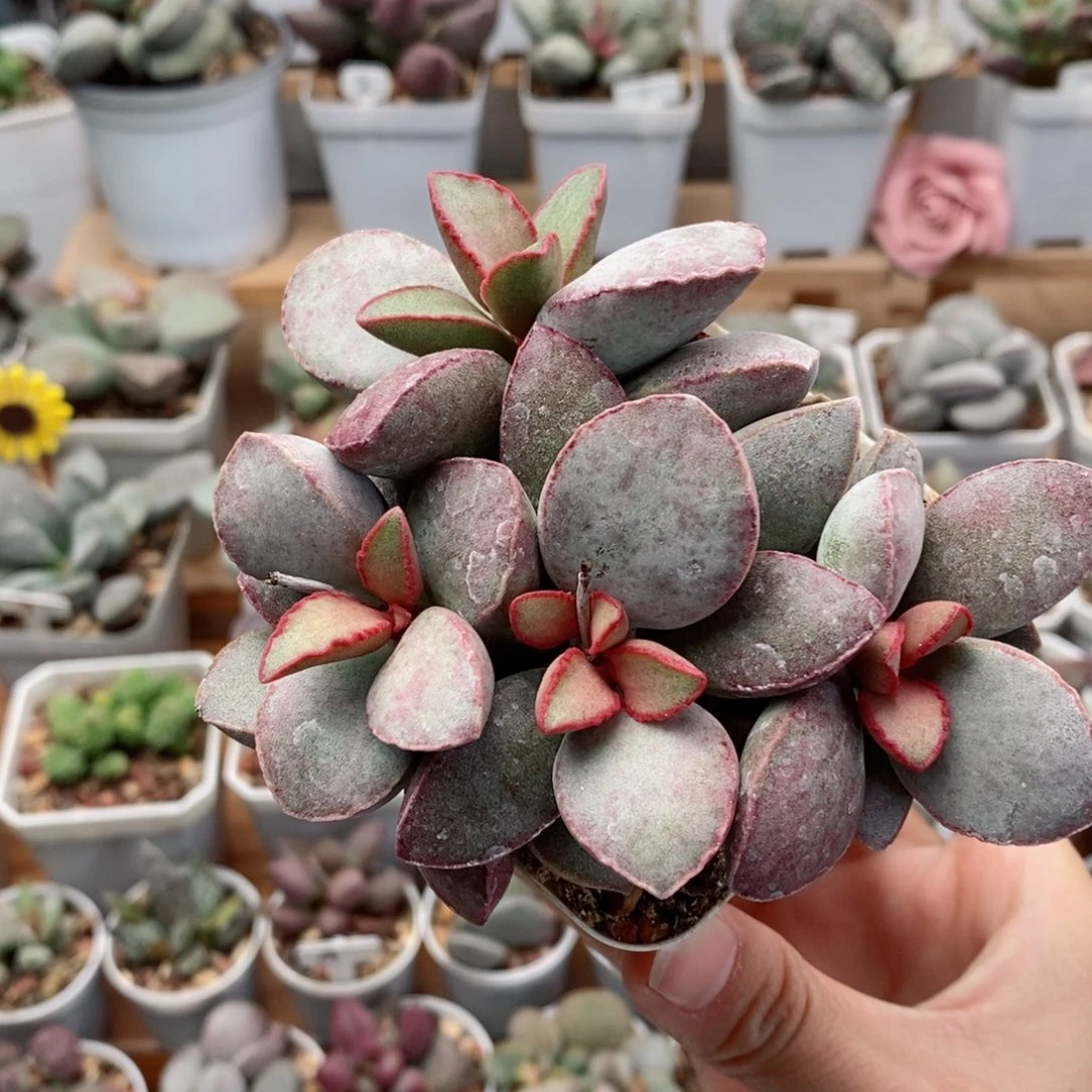 金牛座水泡多肉植物