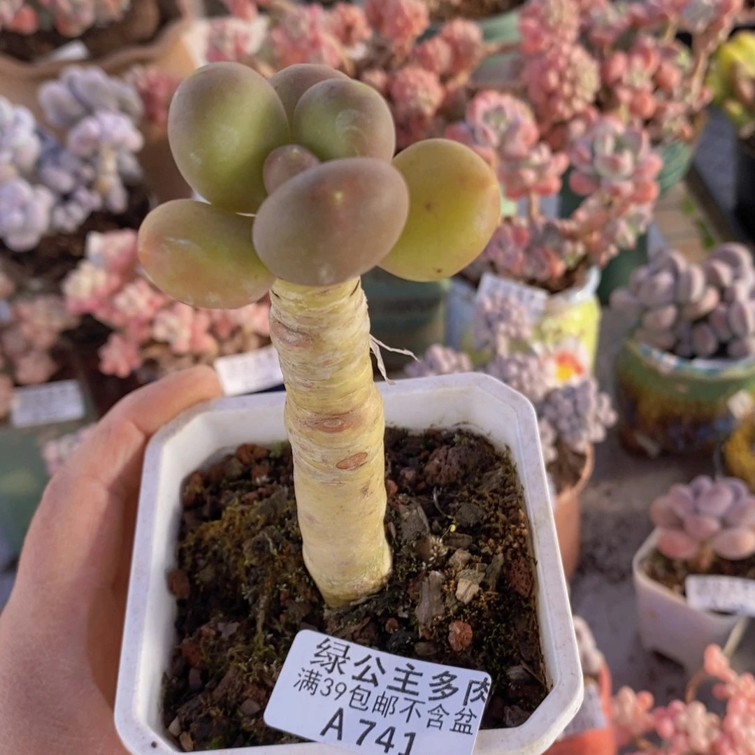 芒果奶单头741多肉植物