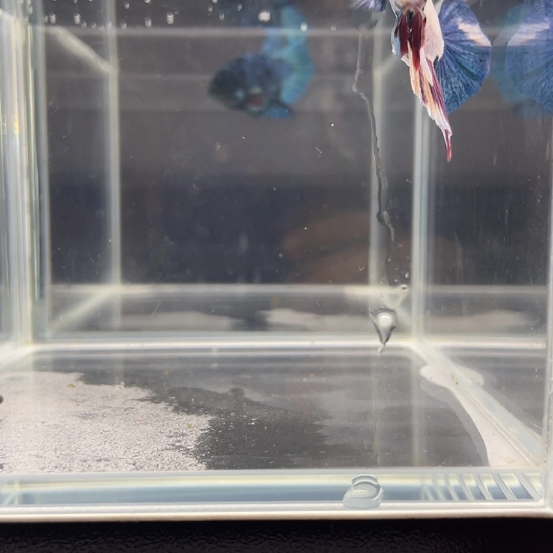 斗鱼可博泰斗092730