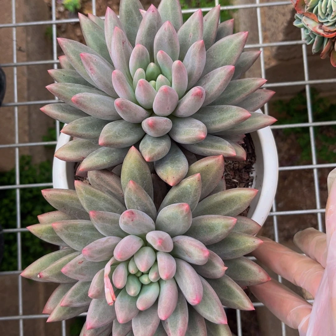 好姑娘多肉，红蜻蜓杂