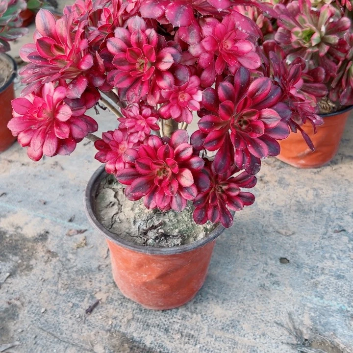 485香奈多肉植物的