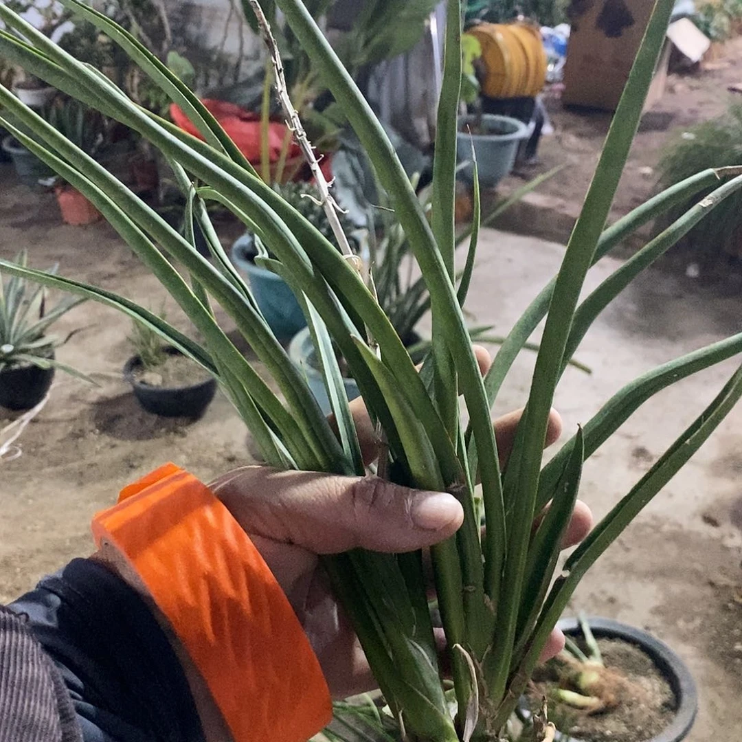 【**】0000000000000000000