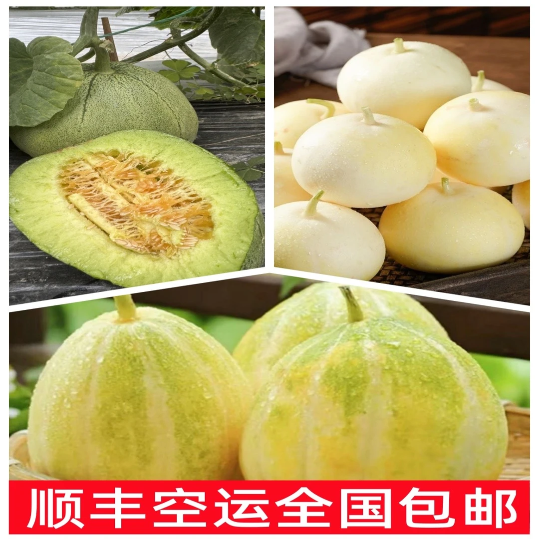 【顺丰空运】东北香瓜金飞香瓜芝麻香瓜现摘现发【新疆西藏包邮】
