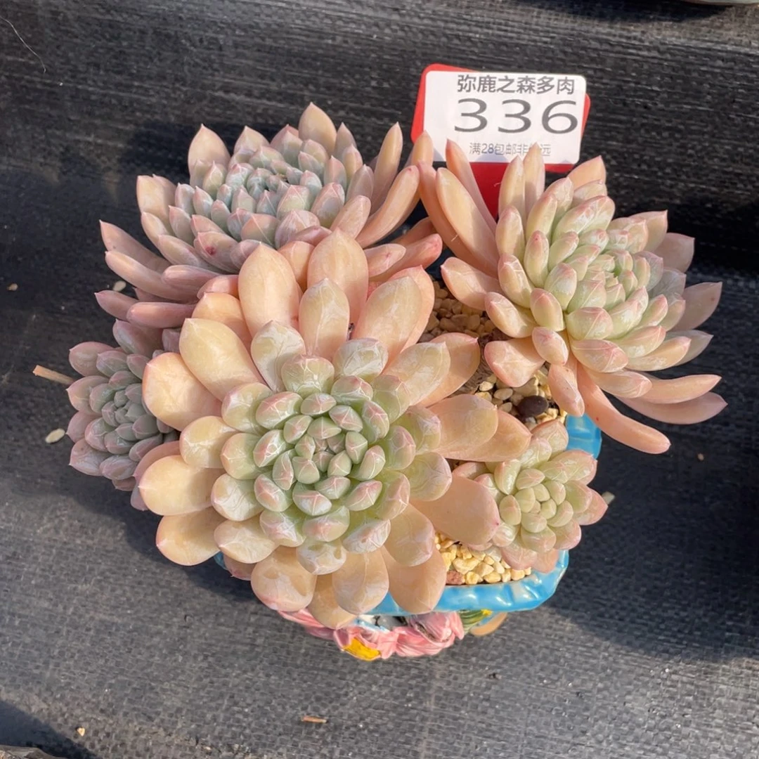 弥鹿之森多肉0336