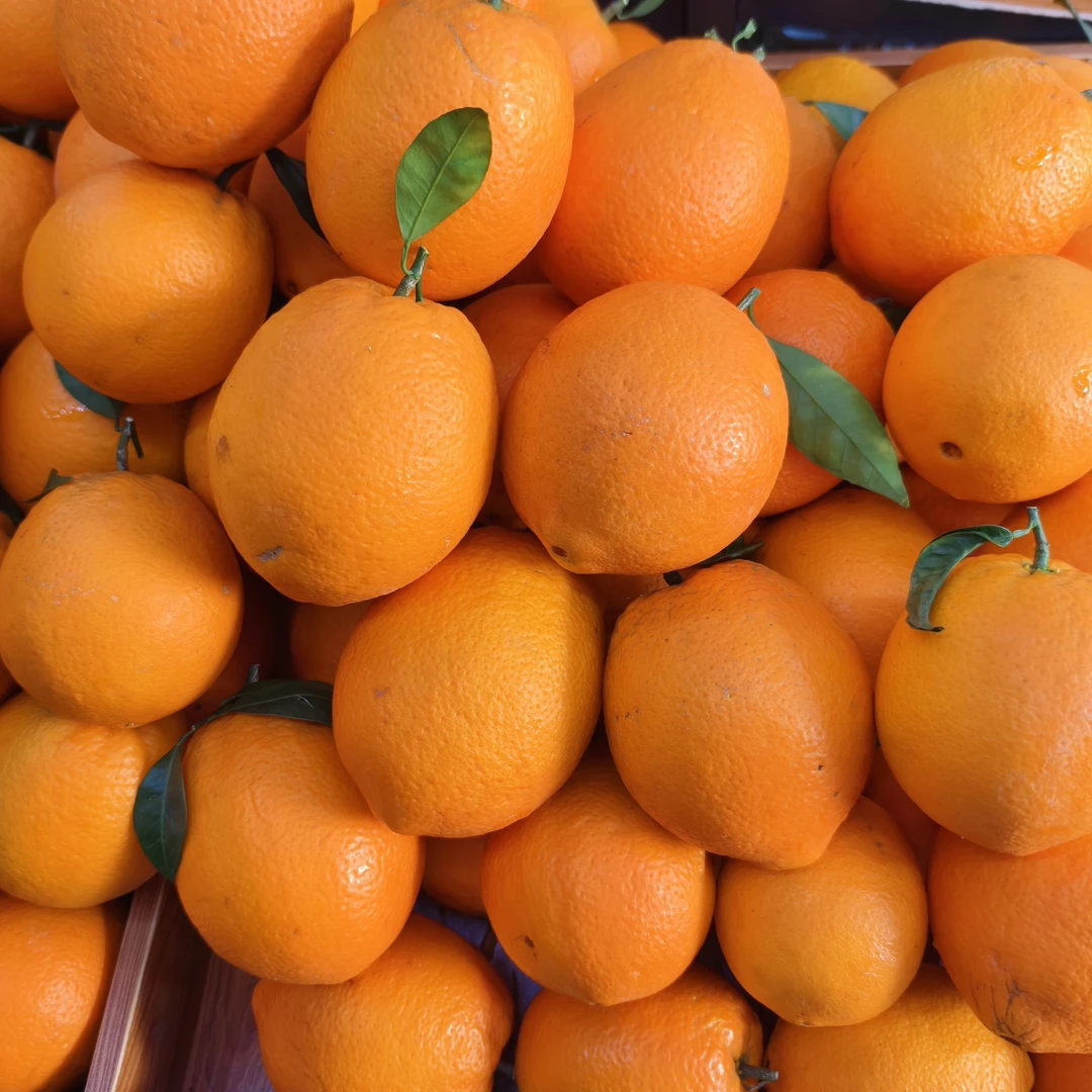 建水脐橙4元/斤