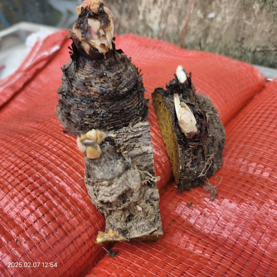 马蹄大黄种芽芽苞基地直发