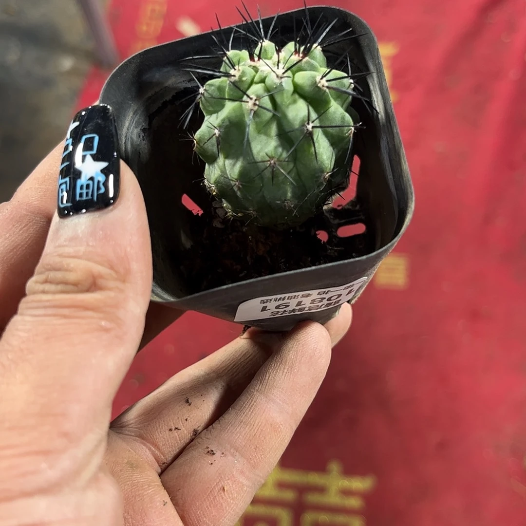 S****r108191一物一拍单头发货