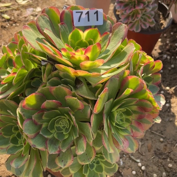 无花朵711多肉奶白