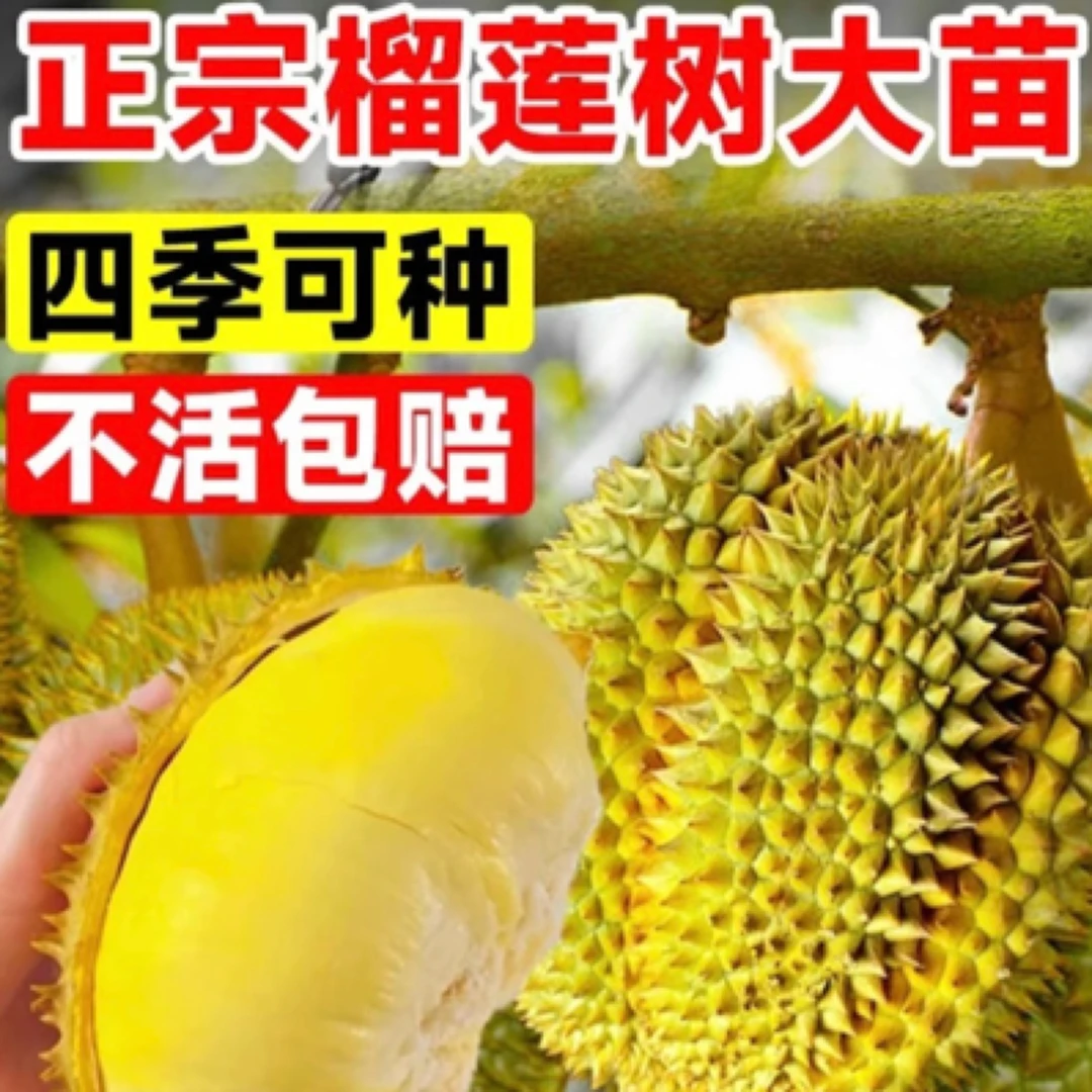 B榴莲树果苗南北方种金枕榴莲正宗云南嫁接猫山王矮化盆栽苗