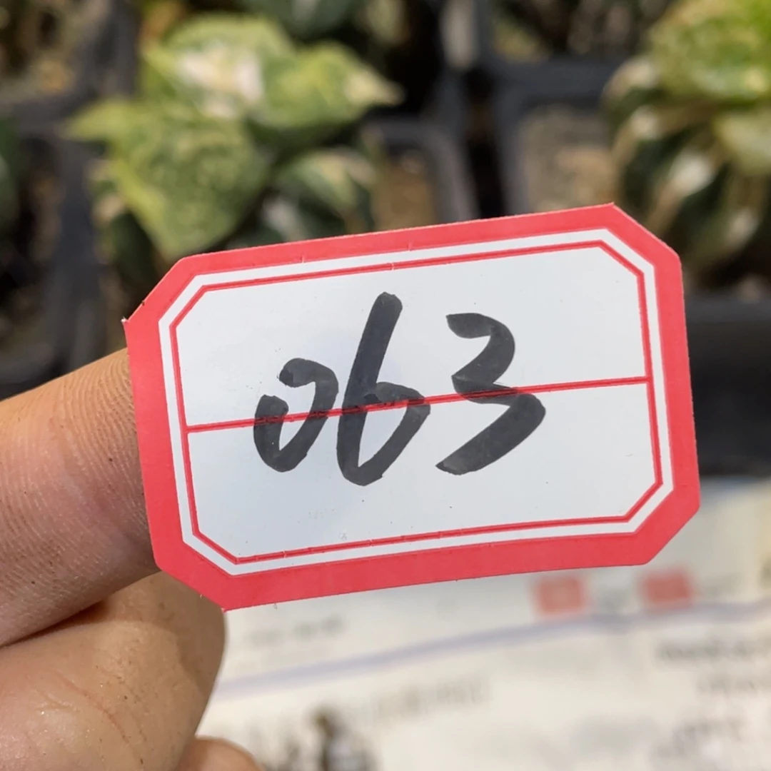 无花朵仙人球开花063