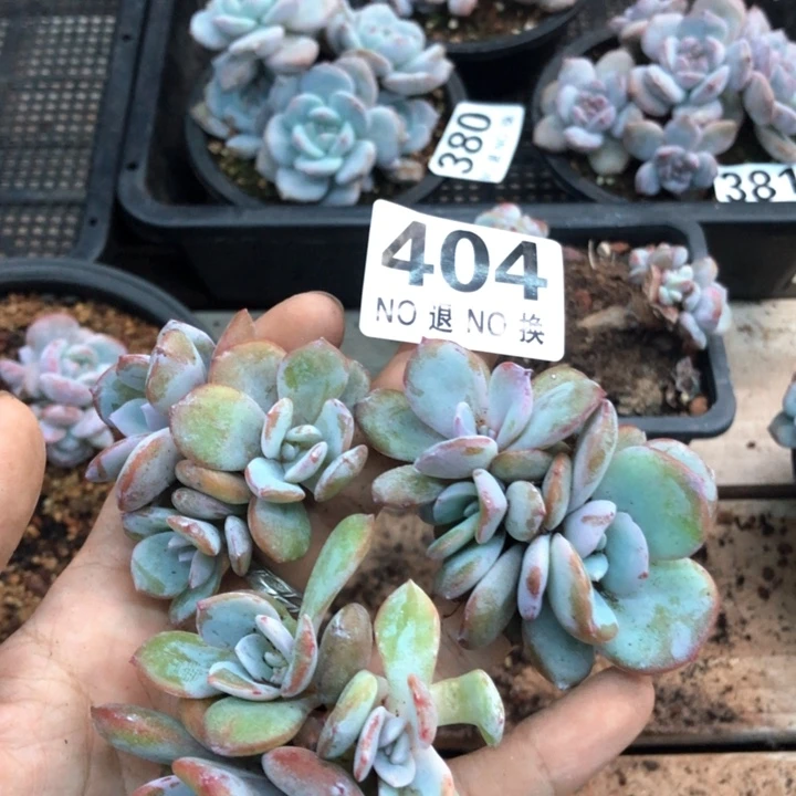 韩版奶茶自然群 404