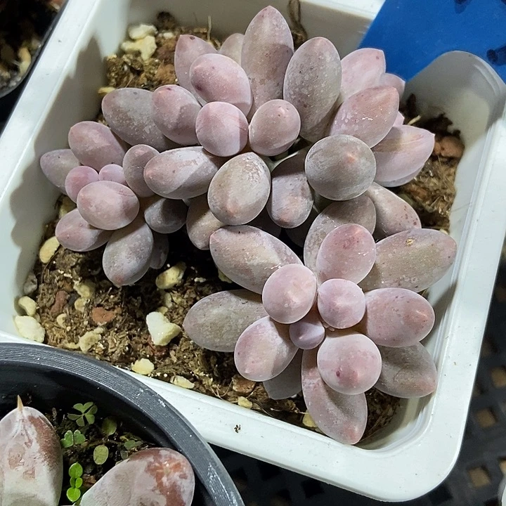 多肉植物汤圆6149