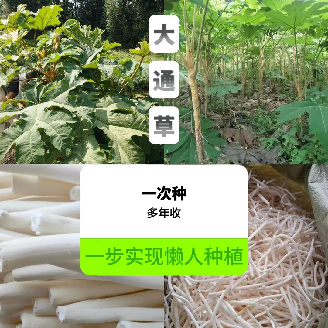 适合南方种植6份种加6份种植技术黄柏树粉防己大通草石菖蒲