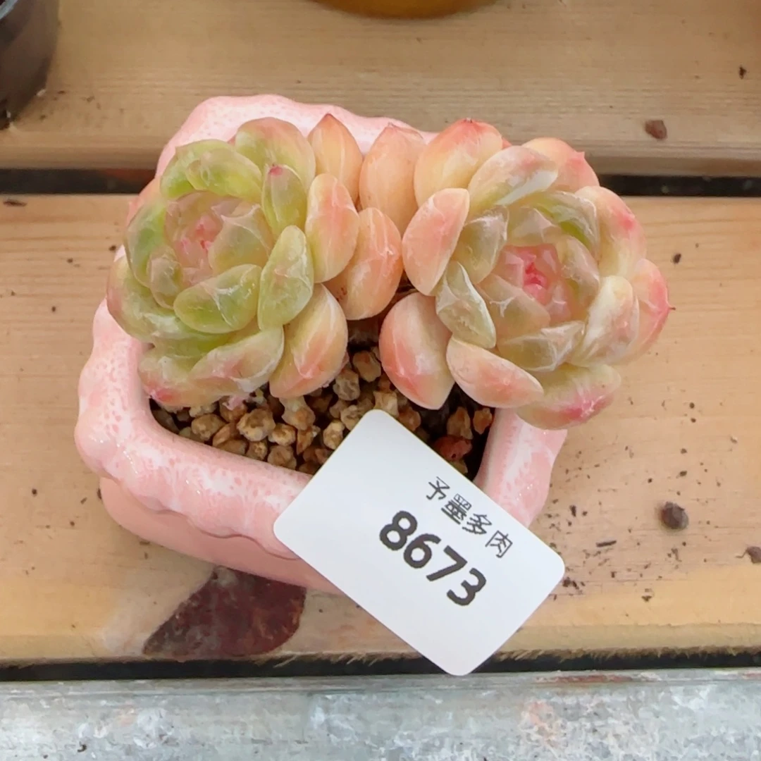 白恋，8673多肉植物
