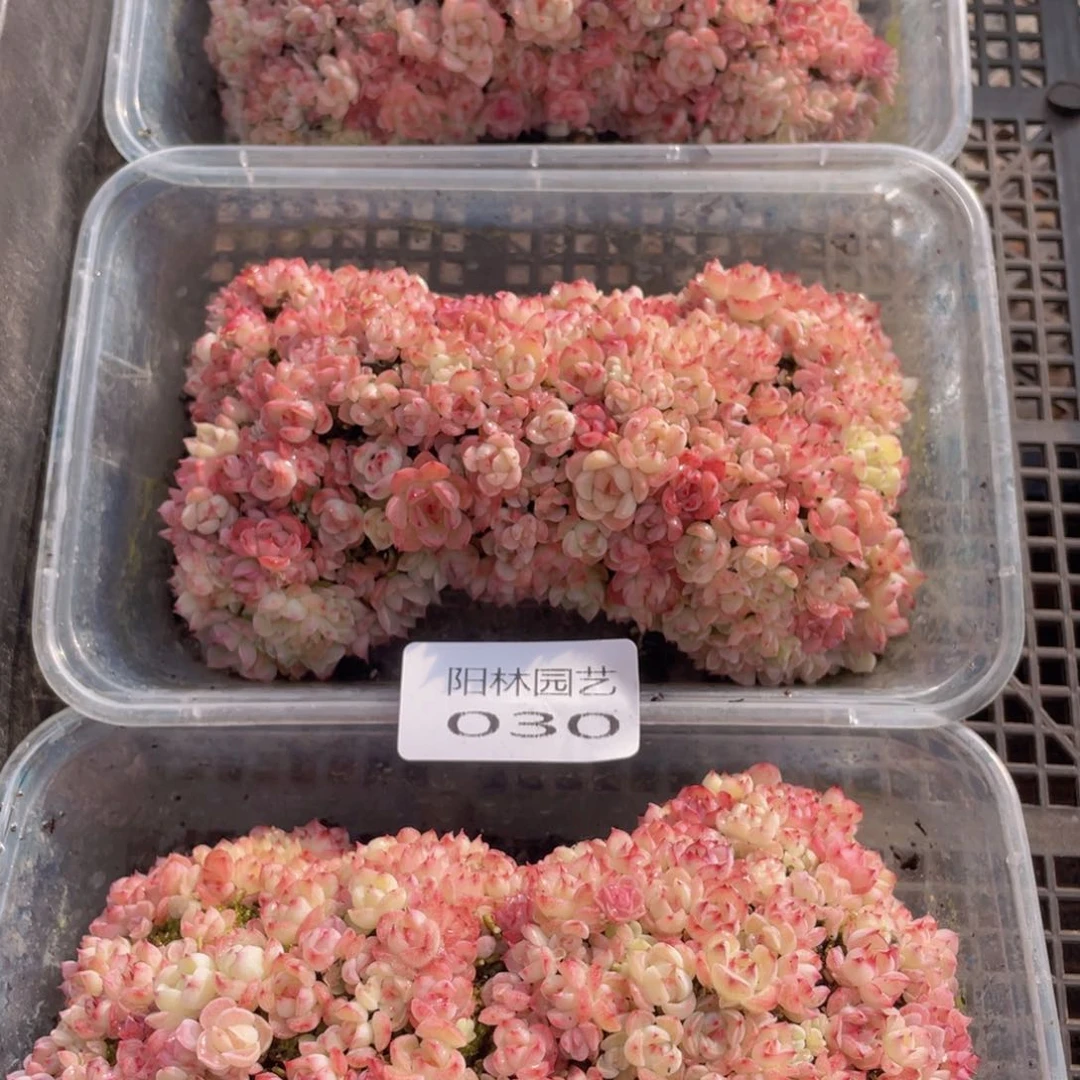 牙*多肉植物多肉植物30