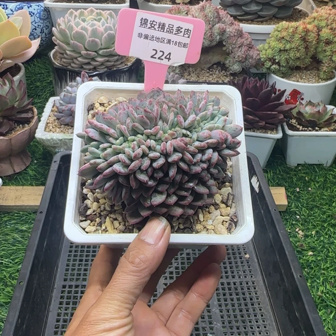 锦安精品多肉植物224