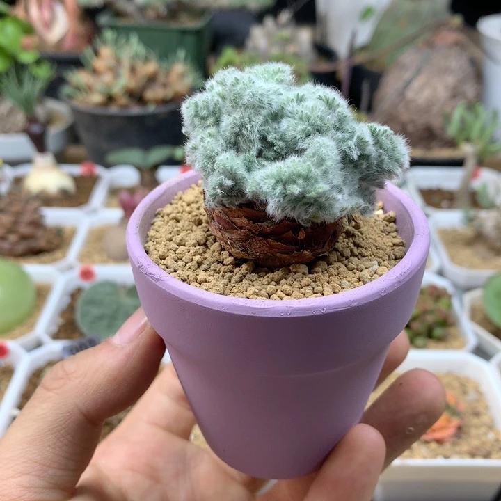 羽叶杨葵带盆紫多肉