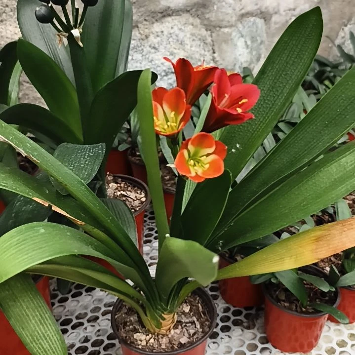 当前无花栽培后可以开花聚*！