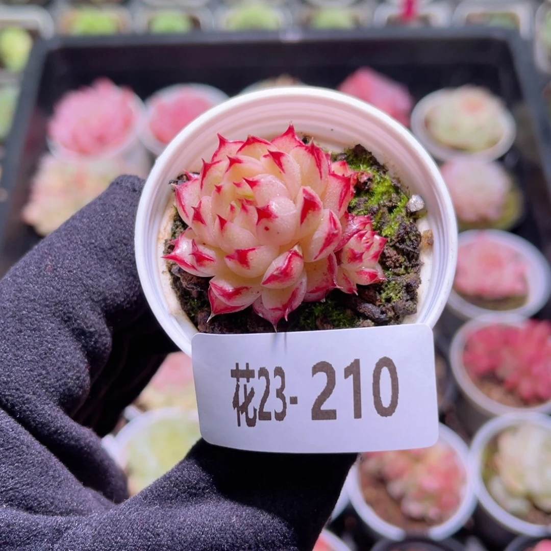 花利美23-210麦秆