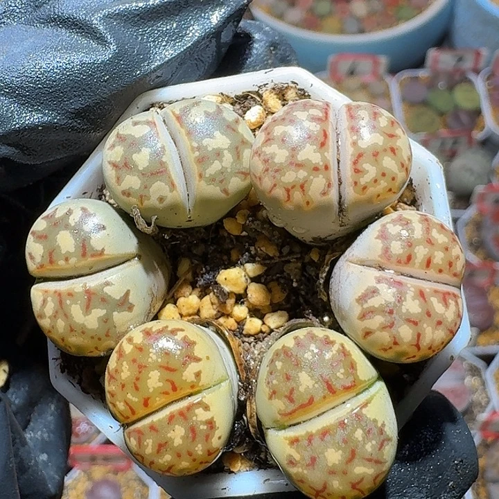 生石花2:：。在。 13号