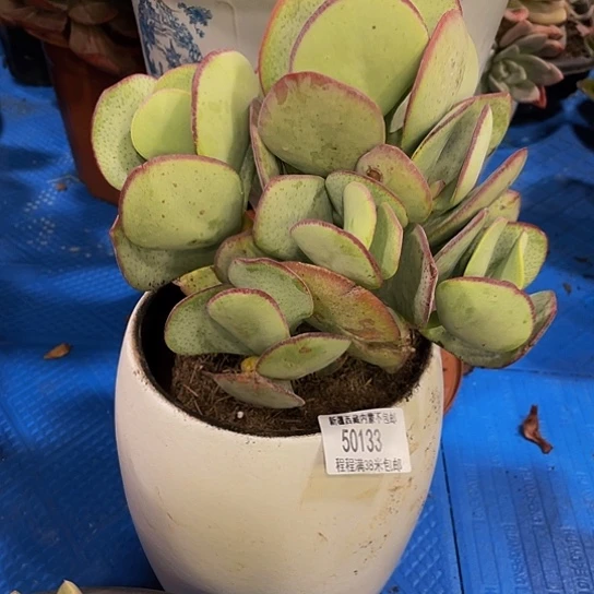 星*二白眉50133多肉