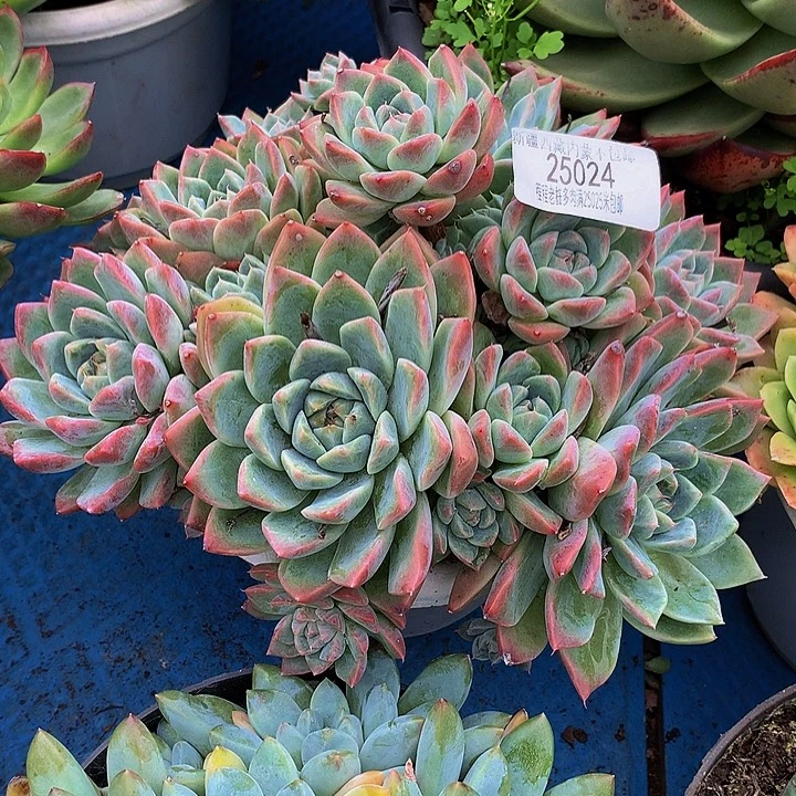 一****如梦令25024多肉多肉