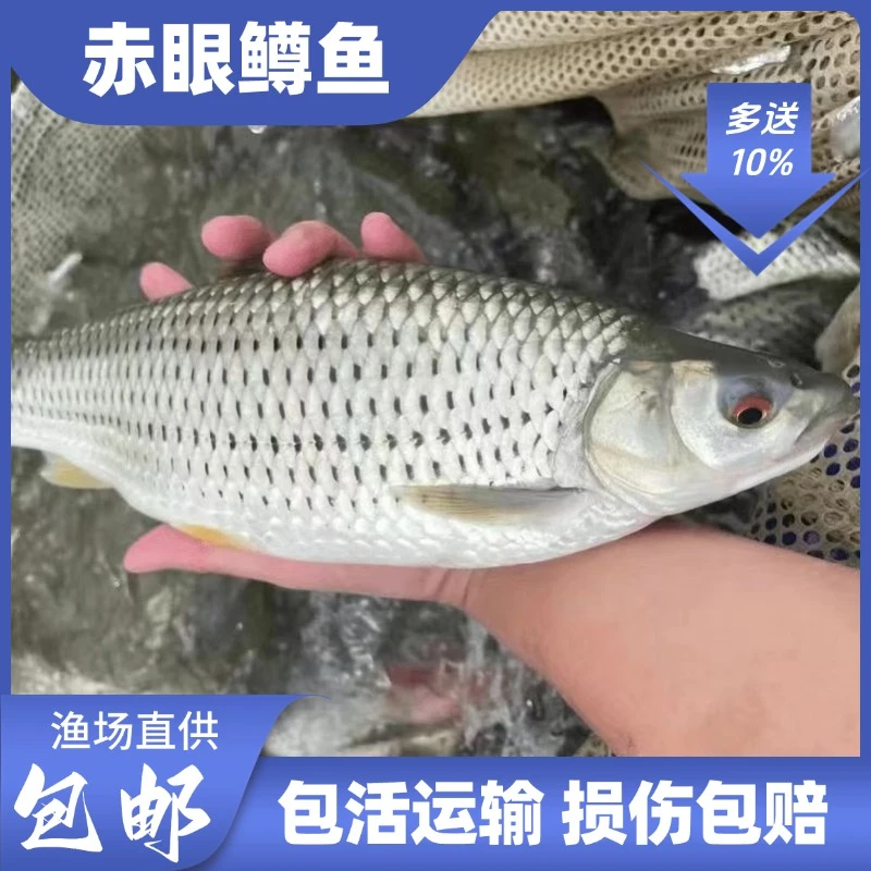 赤眼鳟鱼红 眼睛鲮鱼活体养殖鱼生专用优选