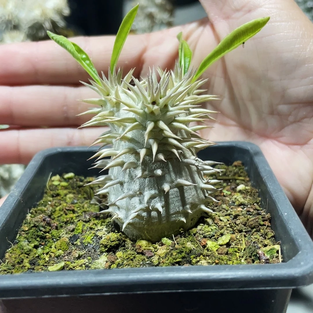 矮胖大黑6666666666666