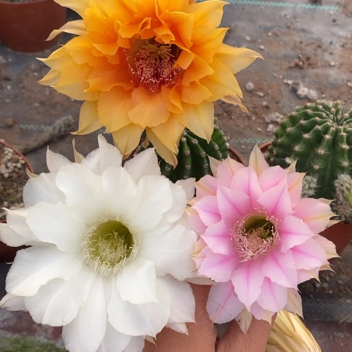 753脱土摘花3颗修根