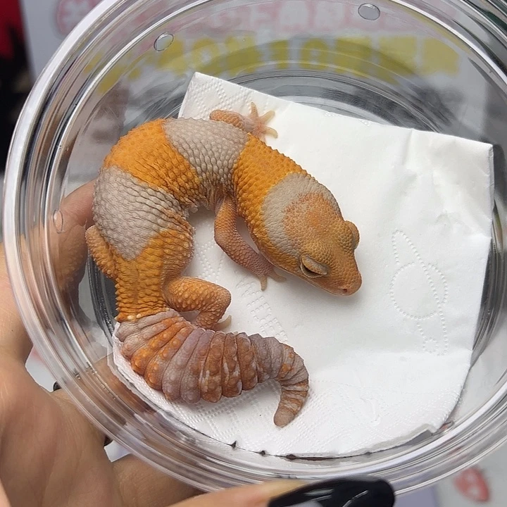 肥尾守宫玫瑰橘白妹妹 V163